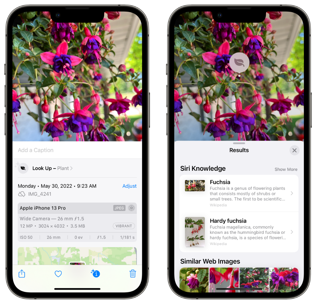 新城街道苹果手机维修分享小技巧：使用 iPhone 相机识别花卉植物 